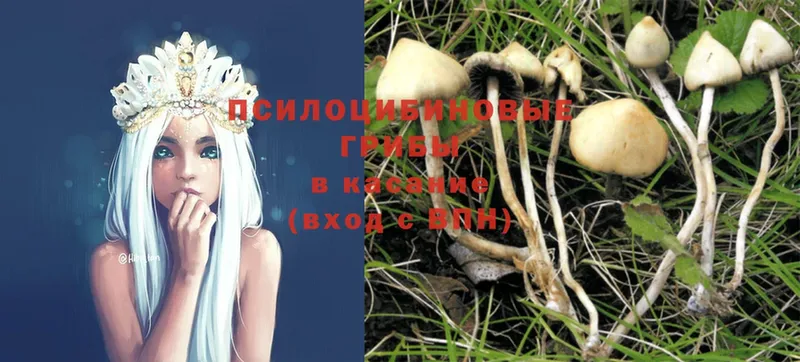 blacksprut ONION  Абаза  Галлюциногенные грибы Magic Shrooms  сколько стоит 